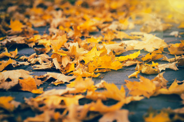 Autumn yellow leaves on the ground in the park. Fall concep