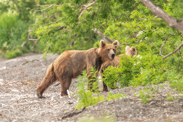 Ruling the landscape, brown bears of Kamchatka (Ursus arctos beringianus)