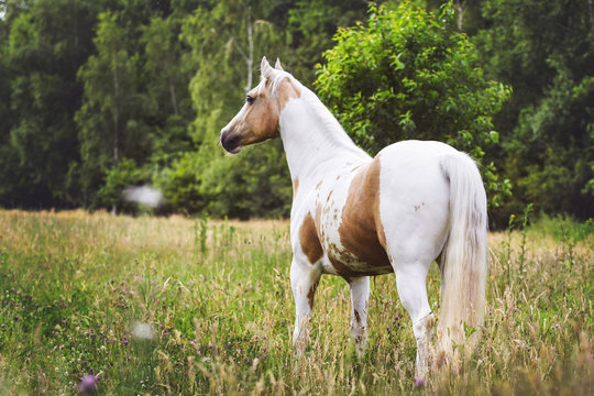 Paint horse gelding looking over his pasture