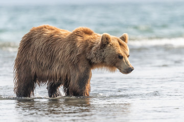 Fototapeta premium Ruling the landscape, brown bears of Kamchatka (Ursus arctos beringianus)