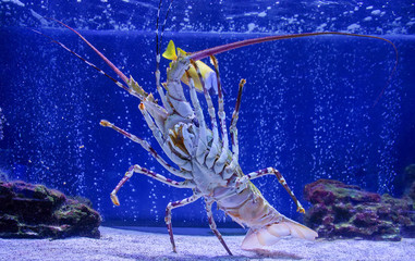 Caribbean spiny lobster.Panulirus argus. spiny lobster in the aquarium