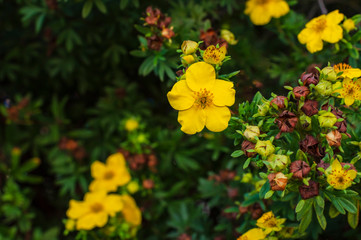 Yellow flower of a bush of Dasiphora fruticosa on a dark background