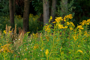 Tall blooming grass on a dark forest background