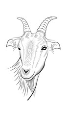handmade drawing of the head of the goat isolated.