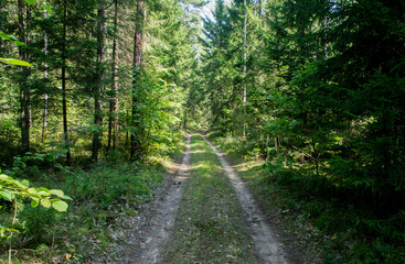 Fototapeta na wymiar Forest summer green road without people.