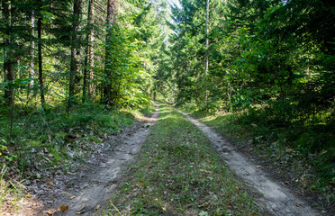 Forest summer green road without people.