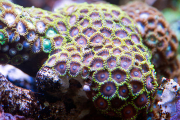 coral in reef