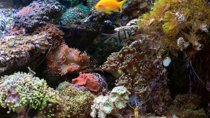 coral in reef