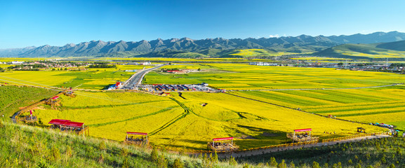 Obraz premium China Qing-hai Men-yuan canola flower sea