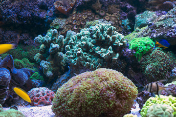 coral in reef