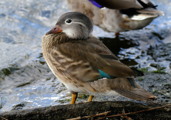 Young female mandarin duck on bank of fresh water lake. UK.