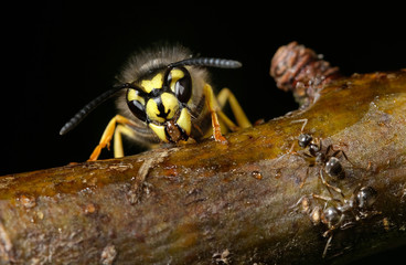 Wasp feeding on a syrup solution on a tree branch.