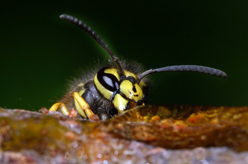 Wasp feeding on a syrup solution on a tree branch.