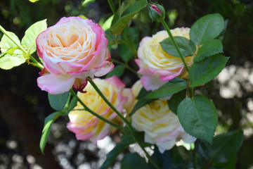 the summer roses -yellow × pink color @English garden / サマーローズの花 - 黄色×ピンクのグラデーション　＠　英国式庭園