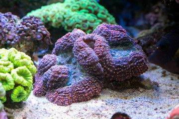 red coral and tropical fish