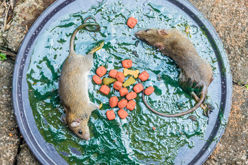 Dead rats on glue trap round tray