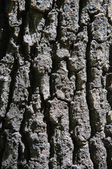 Fototapeta premium Corteccia