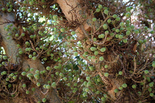 Sicomoro, albero