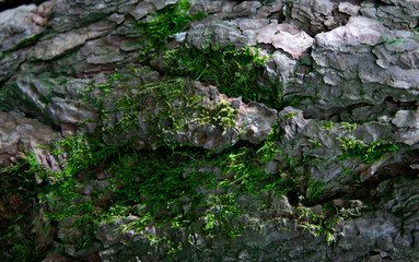 Moss on bark in a spring forest