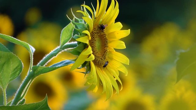 Sunflower closeup with bumblebees pollinating flower, slow motion