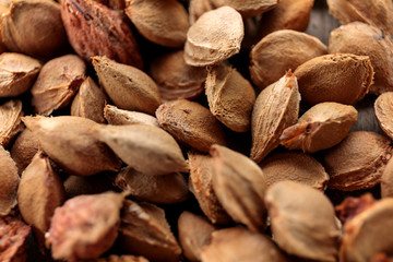 Bones of apricot. Seeds are stubble for sowing. An apricot seed