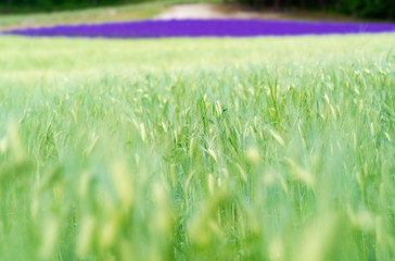 Colorful flowers in park of Hokkaido, japan