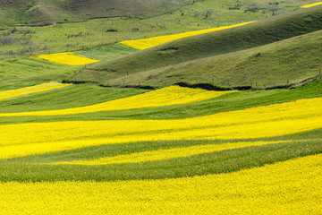 Obraz premium Qilian County canola flower sea