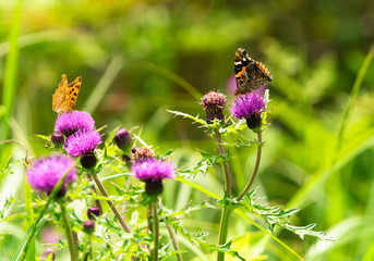Purple flowers with butterfly