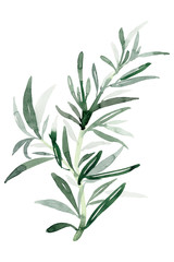 Rosemary watercolor branch