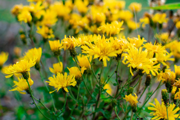 A group of yellow wildflowers. Beautiful natural background.