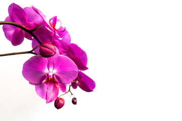 Fototapeta na wymiar Orchid branch on a white background. Beautiful violet flowers and buds.
