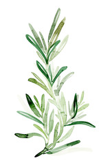 Rosemary watercolor branch - 286065179