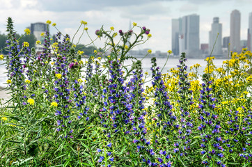 Thistle, ragwort and blue weed growing on the banks of the river Nieuwe Maas in Rotterdam with the Wilhelminapier skyline in the background