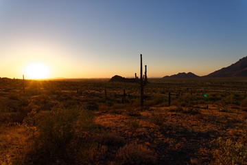 Saguaro cactus plants at dusk in Arizona