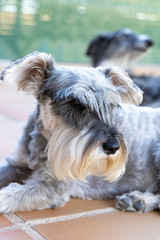 A portrait of a black greyhound and grey miniature schnauzer