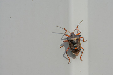 Heteroptera garden bug on a gray sheet of metal. A closeup of a garden pest.