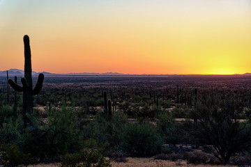 Saguaro cactus plants at dusk in Arizona