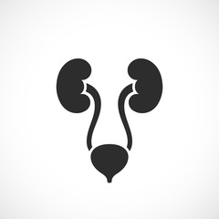 Urinary system vector icon