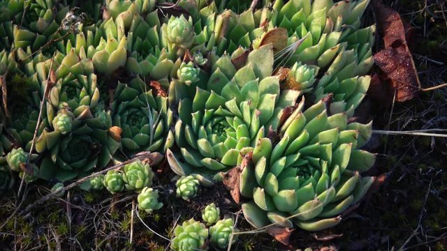Houseleeks plants (Sempervivum ruthenicum), forever alive, Succulent plant growing among moss and lichen on granite rocks along the shores of the Southern Bug, Ukraine