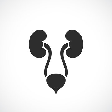 Urinary system vector icon