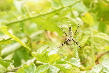 Spider weaves a web to hunt for insects
