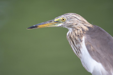 The head and body of the Chinese Pond Heron bird. On a light green background