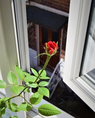 Rose looking out of window
