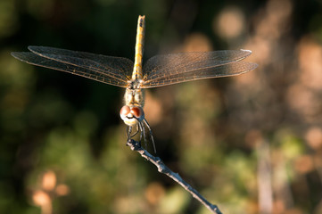 dragonfly on barbed a wire