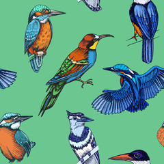 Sketch hand drawn pattern with kingfisher, Blue jay, bee-eater. Animals illustration birds.