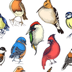 Sketch hand drawn pattern with green woodpecker, hoopoe, Cardinalis cardinalis, titmouse, hoopoe. Animals illustration birds. © artmary