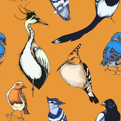 Sketch hand drawn pattern with heron, hoopoe, Blue jay, Erithacus rubecula, magpie. Animals illustration birds.