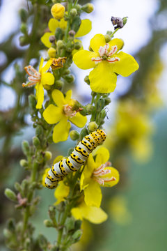 The mullein moth, (Cucullia verbasci), is a noctuid moth. Verbascum speciosum is a species of flowering plant in the figwort family known by the common name Hungarian mullein or showy mullein.