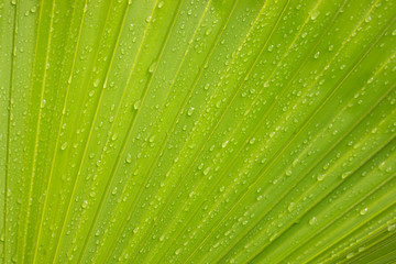 Green palm leaf background with water droplets
