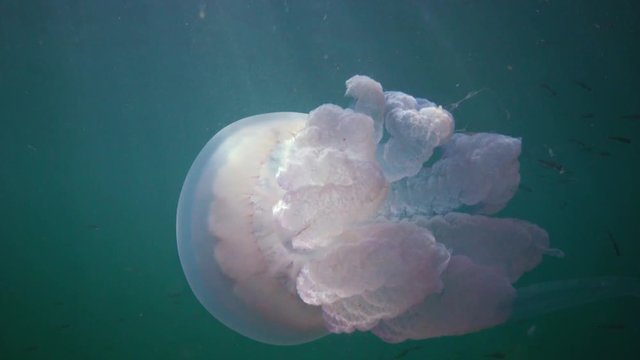 Floating in the thickness of the water in the Black Sea (Rhizostoma pulmo), commonly known as the barrel jellyfish, Scyphomedusa. Black Sea